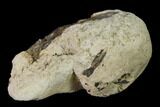 Cretaceous Fish Coprolite (Fossil Poop) with Bones - Kansas #136484-1